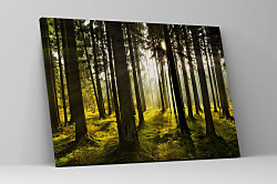 Obraz Slnko medzi stromami 1574